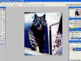 Adobe Photoshop. Katinas - efektų taikymas
