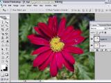 Adobe Photoshop. Lapelių pridėjimas gėlei