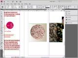 Adobe InDesign. Lygiavimas