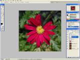Adobe Photoshop - Gelės trūkstamų lapelių pridėjimas