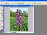 Adobe Photoshop. Gėlės ir žolės spalvos keitimas